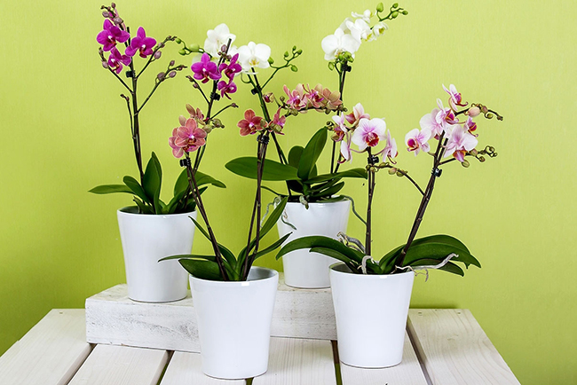 Cách trang trí chậu Lan Hồ Điệp Chậu nhỏ trên bàn